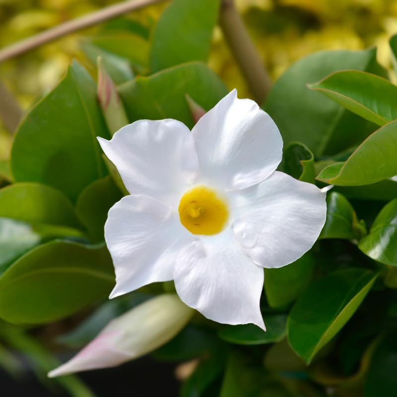 2 Mandevilla Live Plants, Mandevilla Flowering Vines Trellis, 4-9 Inch Tall Plants for Hanging Baskets, Container and Garden Growing