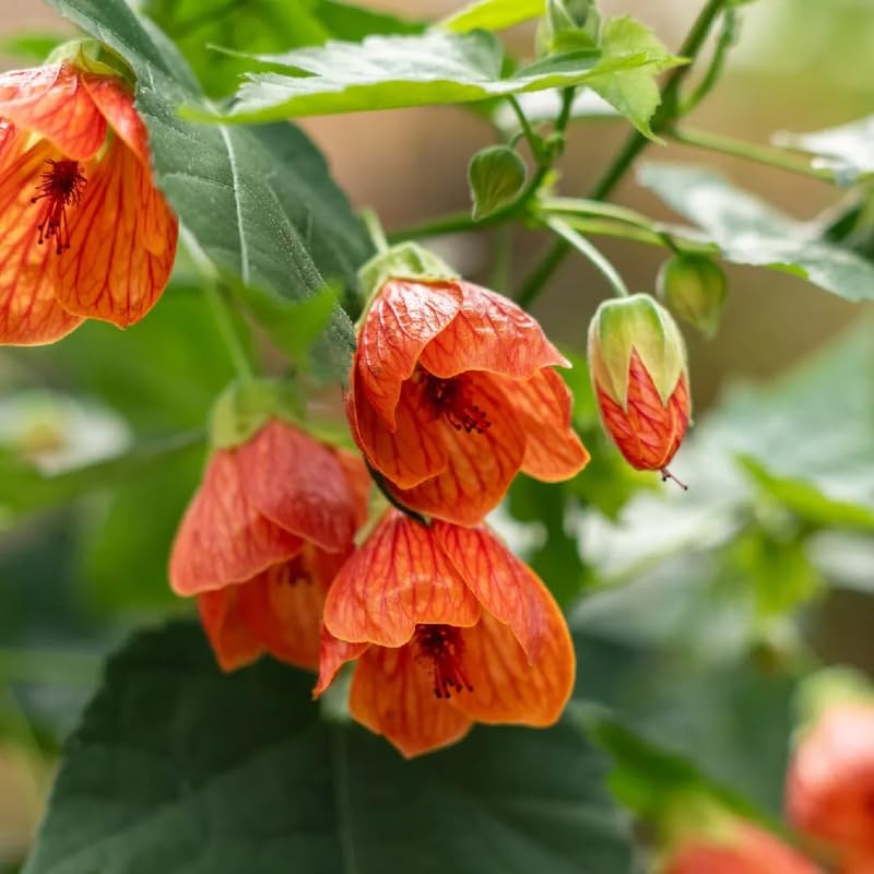 Stripe Orange Abutilon Live Plant, Abutilon Flowering Vine, Trailing Lantern Flower Well Rooted 5-7 Inch Tall