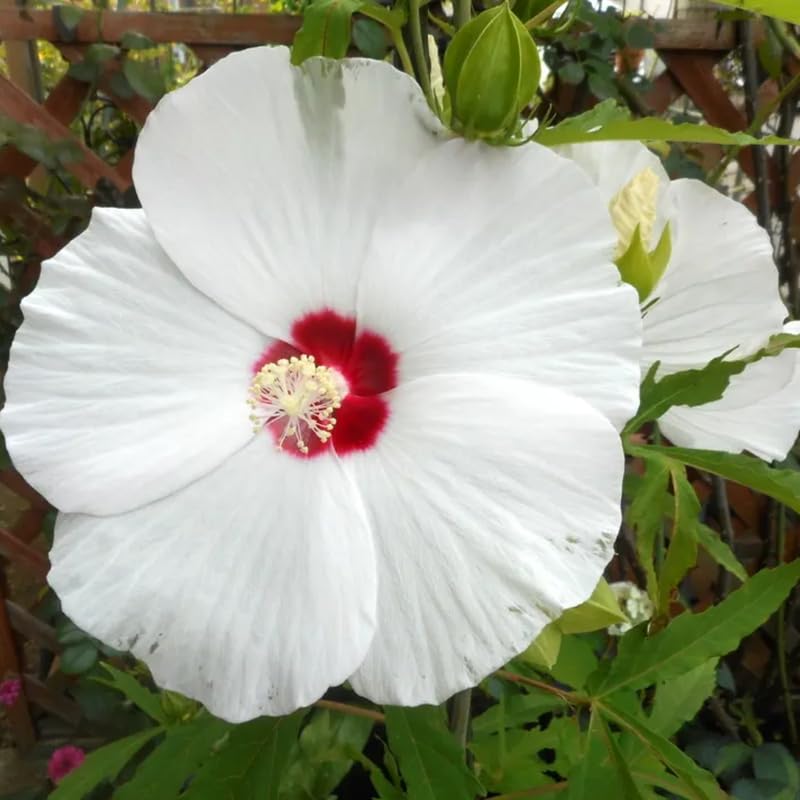 White Hibiscus Plant Live, Hardy Hibiscus Flowers for Outdoor Landscapes, 5-9 Inch Height, Ornamental Hibiscus Bush Shrub, Well-Rooted, No Pot