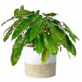 2 Philodendron Live Plant 5-9" Tall, Rare Tropical Indoor Houseplant Home Garden