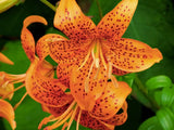Set of 10 Turks Cap Lily Bulbs, Tiger Lily Hardy Perennial Flower Bulbs for Gardens, Borders, and Outdoor Landscaping, Reblooming Summer Flowers