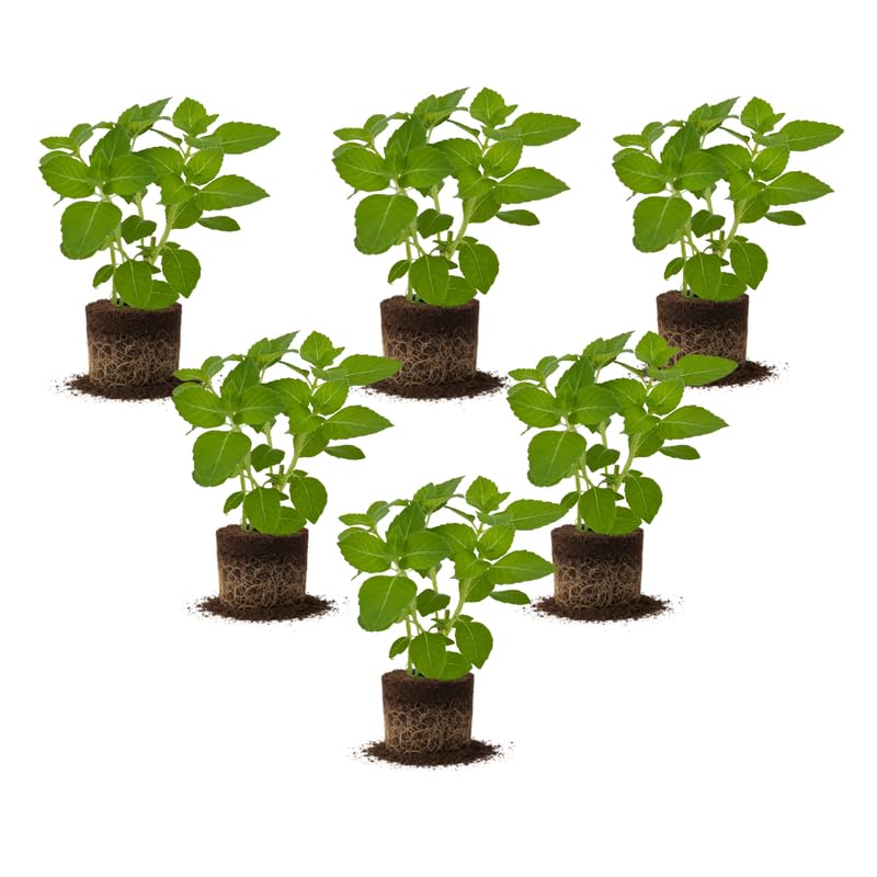 Set 6 Holy Basil Plant,Tusil Basil, Live Herb Plant, 3 to 5 Inch for Growing