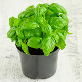 Sweet Basil Plant in 3 Inch Pot, Fragrant Leaves Herb Basil Plant Live Potted, for Planting in Containers, Gardens
