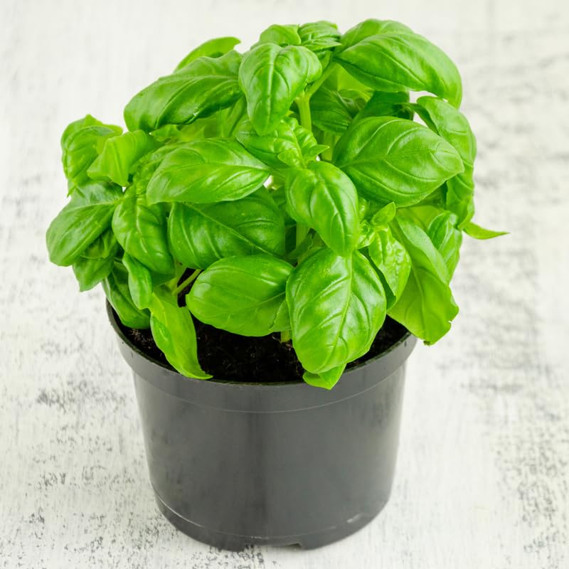 Sweet Basil Plant in 3 Inch Pot, Fragrant Leaves Herb Basil Plant Live Potted, for Planting in Containers, Gardens