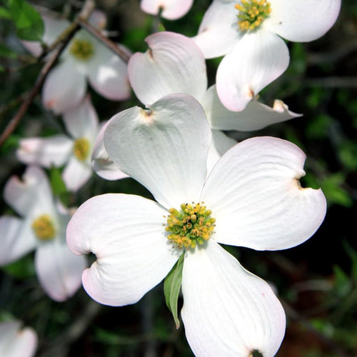 1 White Dogwood Tree Live Plant for Planting, 6-14 Inc Height, in Pot, White Dogwood Live Plant Dogwood Bush Shrub, Dogwood Plant Live, Dogwood Flowers