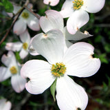 White Dogwood Tree Live Plant for Planting, 8-14" Tall, in Quart Pot, White Dogwood Live Plant Dogwood Bush, Dogwood Plant Live to Grow Outdoors