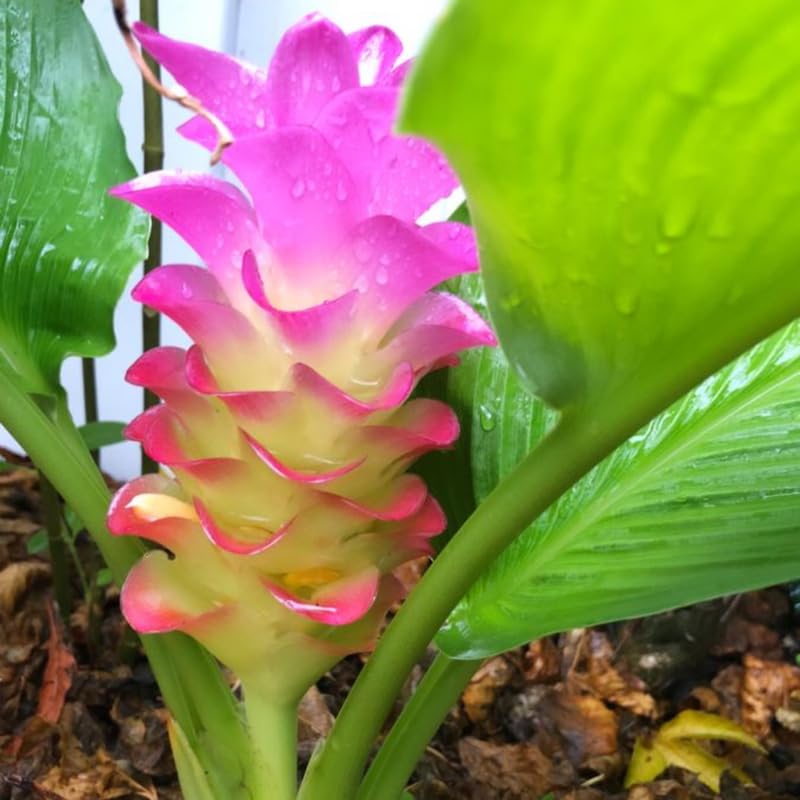 Pack 2 Curcuma Turmeric Ginger Plants Live 5 to 9 Inch Tall, Turmeric Live Plants, Ornamental Ginger Flowers