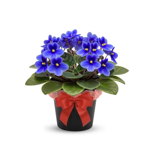 Blue African Violets Live Plants House Plants in 4" Pot, Vibrant Blooms for Indoor Décor, Home or Office, Easy to Grow