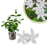 Set 2 Jasmine Plants Live, Jasmine Starter Plugs 3-5 Inches, Fragrant Jasmines Trailing Vine for Garden or Container