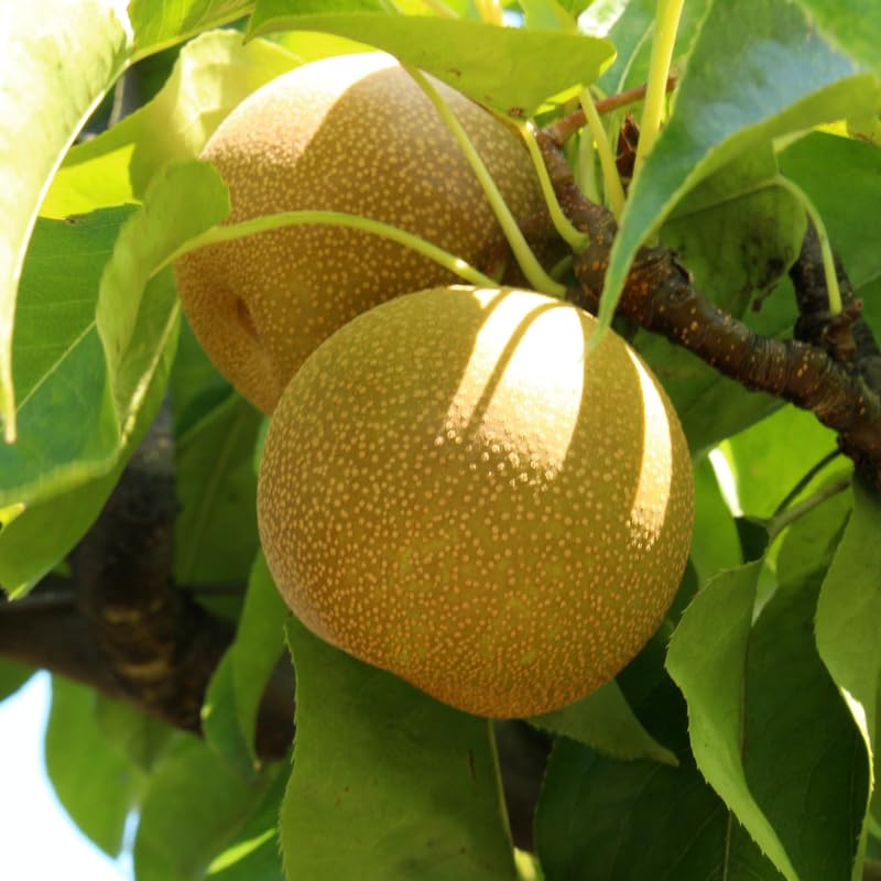 Asian Pear Tree Live Plant, Live Pear Plant Tree, 2 to 3 Feet Tall, Pear Live Plant, Pear Tree Plant for Garden, Sweet Fruit Plant Indoor Outdoor
