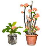 Euphorbia Milii Live Plant, Crown of Thorns Live Plant, Mix Flower Houseplant, 5-8 Inc Tall, Cold Hardy (Light Pink Salmon)
