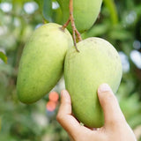 Green Sweet Mango Tree, Mango Plant Live Ready to Plant, 1.5-2 Feet Tall, Edible Tropical Fruit Tree, Garden or Containers Planting