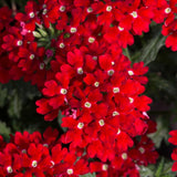 4 Red Verbena Plants Live, 5-9" Tall Hardy Perennial Flower Plants, Well-Rooted Outdoor Planting