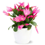 Easter Cactus Plant Live, Spring Cactus Live Plant, 4-8 Inch Height, Holiday Blooms for Outdoor Spaces, No Pot, Bareroot (Mix)