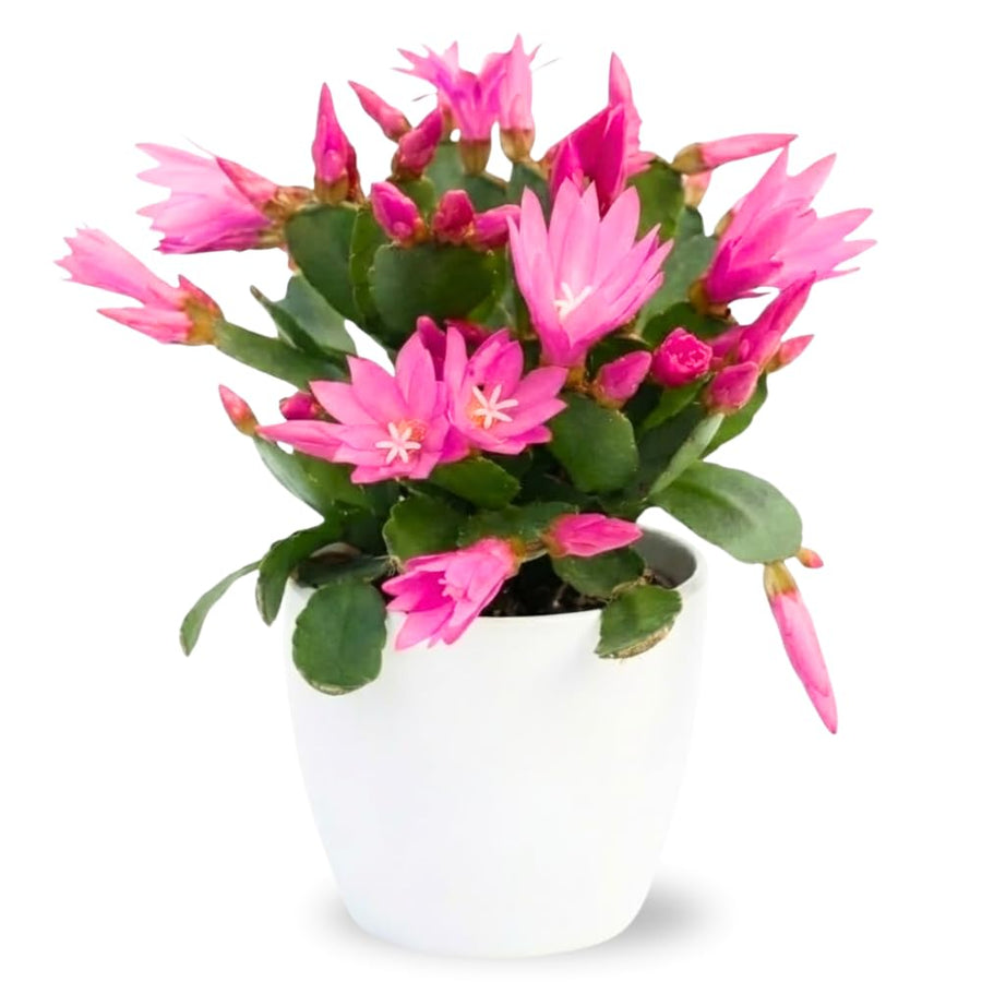 Easter Cactus Plant Live, Spring Cactus Live Plant, 4-8 Inch Height, Holiday Blooms for Outdoor Spaces, No Pot, Bareroot (Mix)
