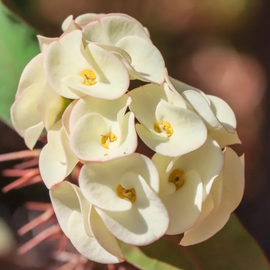 Live Crown of Thorns Plant, Hardy Crown of Thorns Succulent, 1 Feet Tall for Outdoor or Indoor Growing (Yellow)