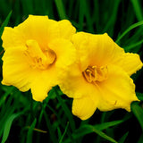Pack 10 Daylily Bulbs for Planting Spring, Fast Blooming Hardy Perennial Lily Bare Roots for Outdoor Growing (Assorted Day Lily)
