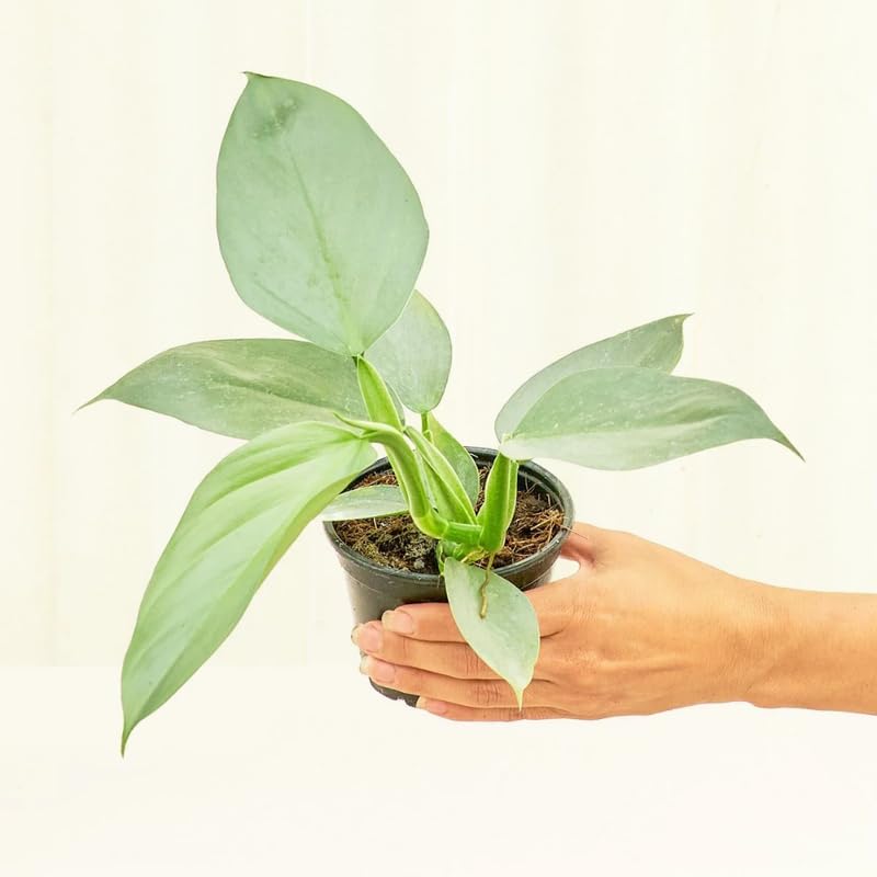 2 Rare Philodendron Live Plants Varieties Collection, Philodendrons Plants Size 5-9 Inc for Indoor Houseplant Décor, Ornamental Tropical Well-Rooted (Silver Sword Philodendron Plants)