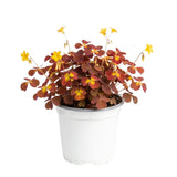 Live Burgundy Yellow Oxalis Plant, Shamrock Plant, 4-8 Inches Tall, Ready for Planting