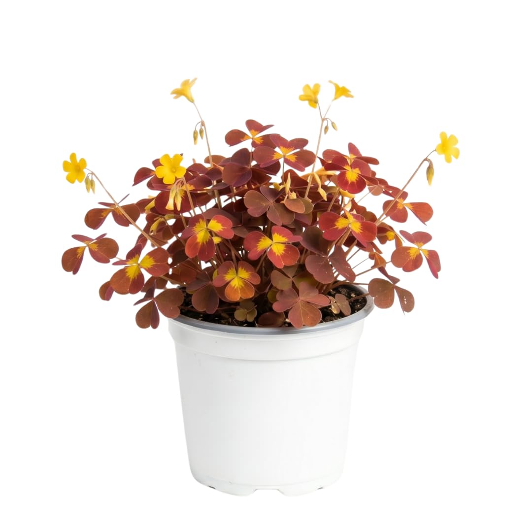 Live Burgundy Yellow Oxalis Plant, Shamrock Plant, 4-8 Inches Tall, Ready for Planting