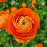 25 Orange Large Ranunculus Bulbs for Planting, Ranunculus Corms, Buttercup Flower Bulbs Spring Fall Growing