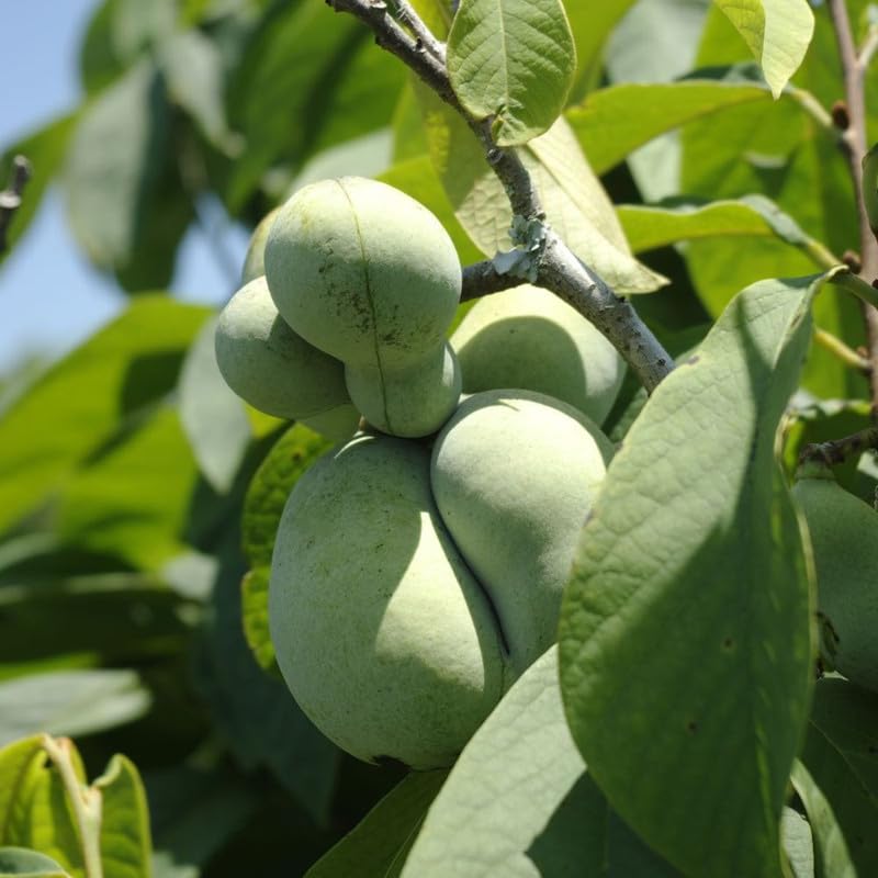 Pawpaw Tree Live Plant in Quart Pot, Pawpaw Tree 6-12 Inches Tall, Paw Paw Fruit Plant for Planting Outdoor, Sweet Fruit Plants