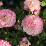 25 Pink Large Ranunculus Bulbs for Planting, Ranunculus Corms, Buttercup Flower Bulbs Spring Fall Growing