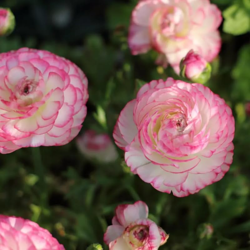 25 Pink Large Ranunculus Bulbs for Planting, Ranunculus Corms, Buttercup Flower Bulbs Spring Fall Growing