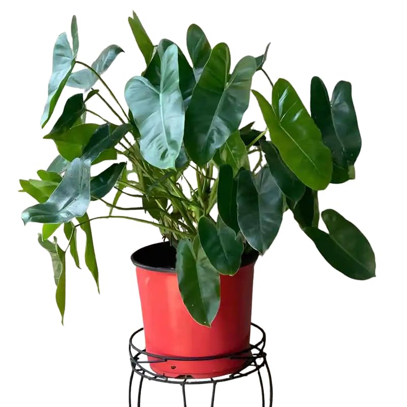 2 Rare Philodendron Live Plants Varieties Collection, Philodendrons Plants Size 5-9 Inc for Indoor Houseplant Décor, Ornamental Tropical Well-Rooted (Vining Philodendron Plants)