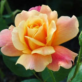 Rose Plant Live for Planting Indoor Outdoor, Rose Bush Live Plant (Gold Rose)