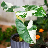 Alocasia Plant Live, Rare Elephant Ear Plant Indoor in 4 Inch Pot, Tropical Foliage, Compact Houseplant for Office, Room and Home Décor - Giant Variegated