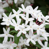 Star Jasmine Plant Live, Arabian Jasmine Flowering Vine Plant 4-9 Inch, Climbing Jasmines Well Rooted Houseplant Indoor Outdoor