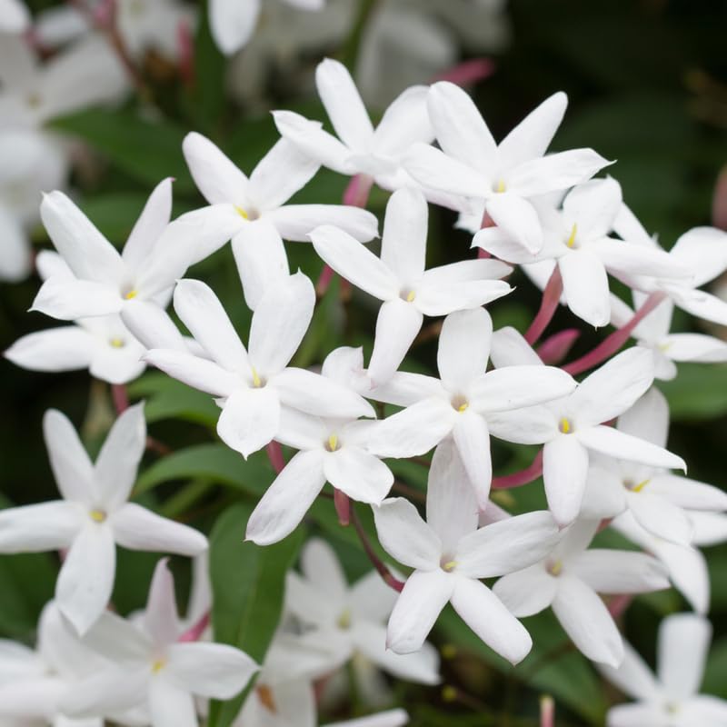 Star Jasmine Plant Live, Arabian Jasmine Flowering Vine Plant 4-9 Inch, Climbing Jasmines Well Rooted Houseplant Indoor Outdoor