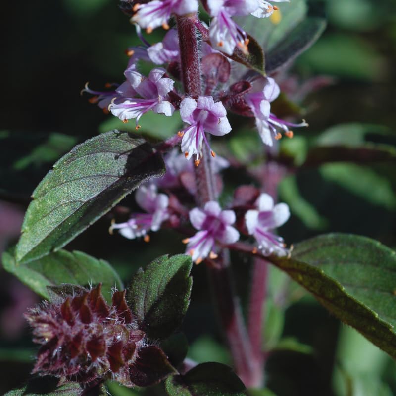 6 African Blue Basil Plants Live, 4 to 6 Inc in Height, Live Basil Plants Outdoors Indoors Gardening