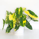 2 Rare Philodendron Live Plants Varieties Collection, Philodendrons Plants Size 5-9 Inc for Indoor Houseplant Décor, Ornamental Tropical Well-Rooted (Variegated Vining Philodendron Plants)