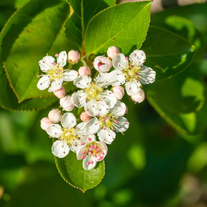 Black Chokeberry Plant Live for Planting 6-12 Inch Tall, Aronia Berry Plant Edible Berry
