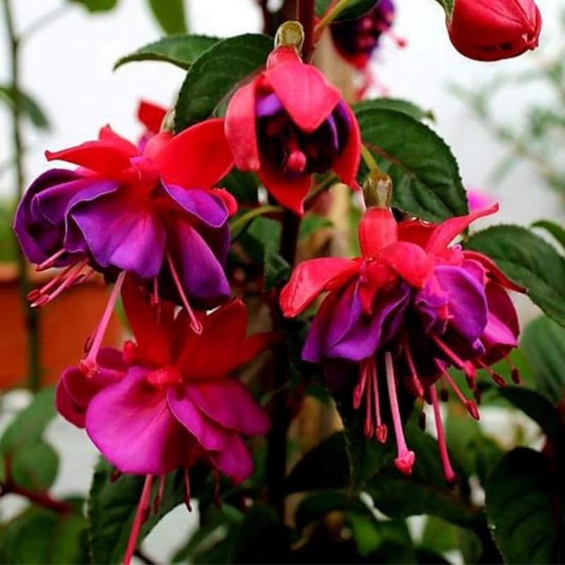 Hardy Fuchsia Plants Live Hanging Basket, 2 Blue Eyes Fuchsia Live Plant Pot 4''