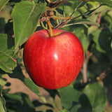 Honey Crisp Apple Tree Live Plant Bareroot 2-3 Feet Tall, Red Apple Plant Live for Planting, Live Apple Tree Plant, Apple Fruit Tree