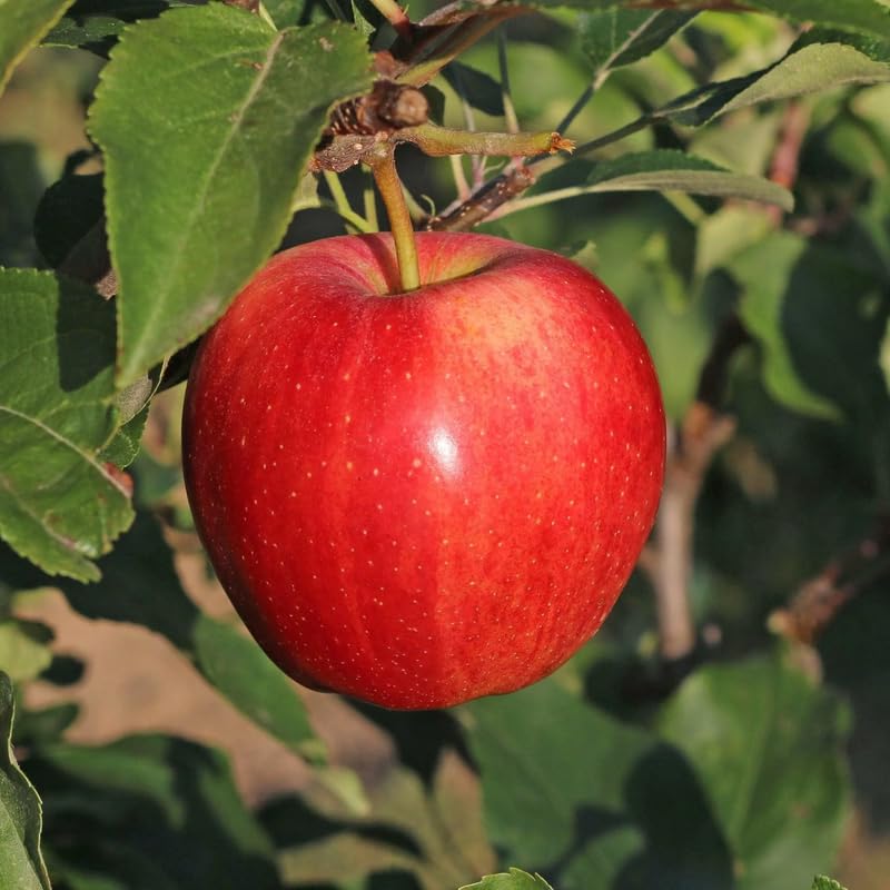 Honey Crisp Apple Tree Live Plant Bareroot 2-3 Feet Tall, Red Apple Plant Live for Planting, Live Apple Tree Plant, Apple Fruit Tree