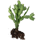 White Christmas Cactus Plants Live, 4 to 6 Inch Tall Live Christmas Cactus Bare Roots, Perennial Well Rooted Flower Plants, Holiday Houseplant, No Pot