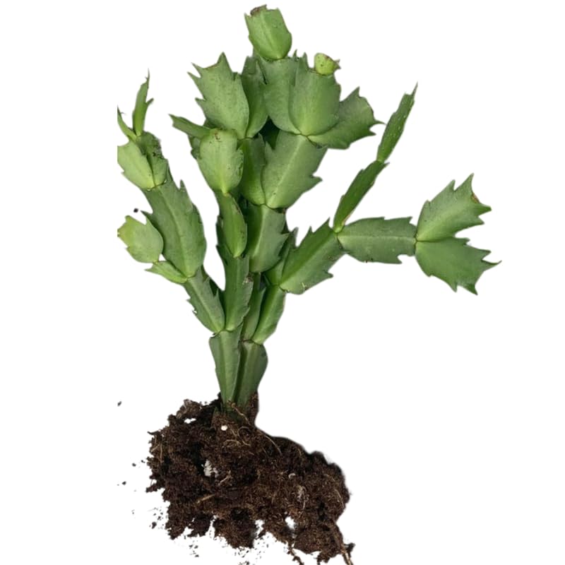 White Christmas Cactus Plants Live, 4 to 6 Inch Tall Live Christmas Cactus Bare Roots, Perennial Well Rooted Flower Plants, Holiday Houseplant, No Pot