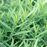 Set 2 Tarragon Plants Live, Tarragon Mint Plant for Planting 4-8 Inches, Herb for Growing Outdoor