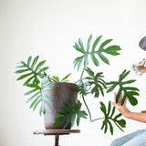 2 Rare Philodendron Live Plants Varieties Collection, Philodendrons Plants Size 5-9 Inc for Indoor Houseplant Décor, Ornamental Tropical Well-Rooted (Finger-Like Foliage Philodendron Plants)