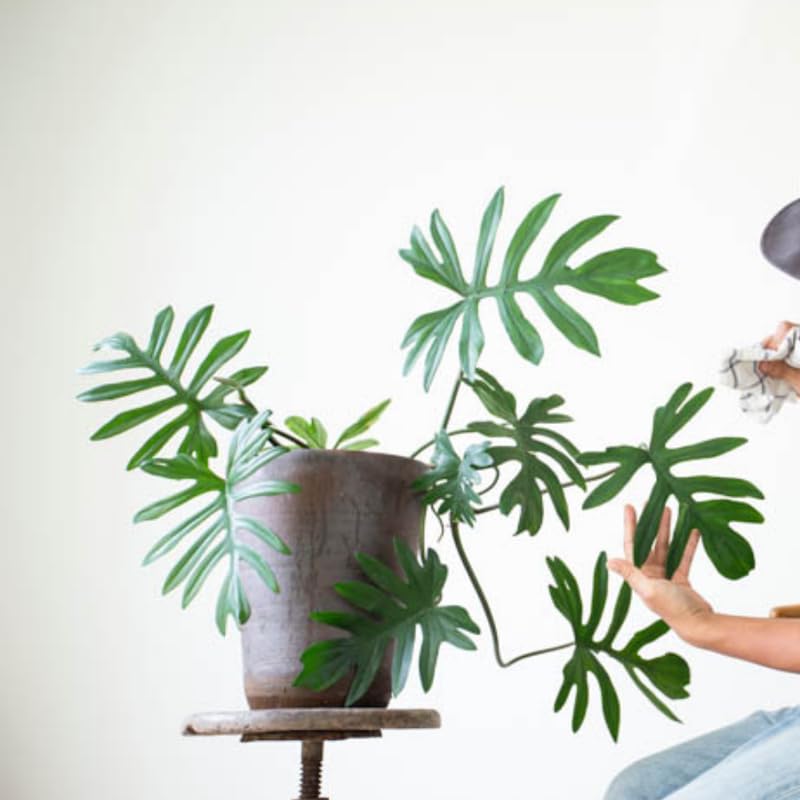2 Rare Philodendron Live Plants Varieties Collection, Philodendrons Plants Size 5-9 Inc for Indoor Houseplant Décor, Ornamental Tropical Well-Rooted (Finger-Like Foliage Philodendron Plants)