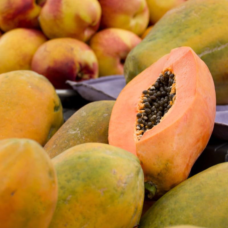 Dwarf Papaya Plant Live, 8-12" Tall Tropical Fruit Tree in Half-Gallon Pot, Fast Growing for Container or Garden