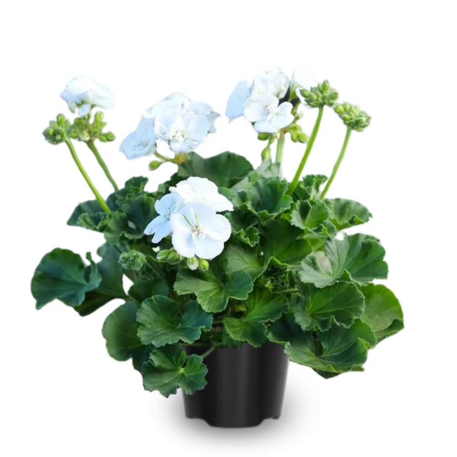 White Geranium Plants Live, 2 Plants, Geranium Flower Plants, Size Plant 4 Inches