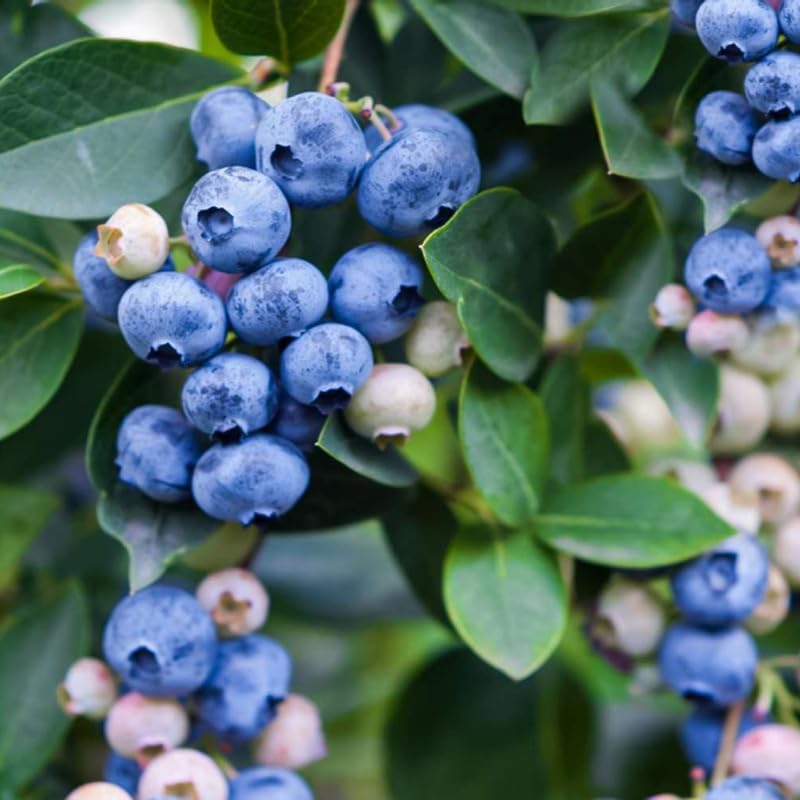 Emerald Blueberry Plant Live in 4’’ Pot, High Yield Blueberries Bush Shrub, Sweet Flavor, Ideal for Home Gardens, Patio Containers