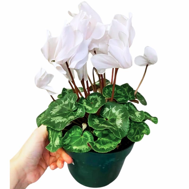 White Cyclamen Live Plant in Pot, Hardy Cyclamen Plant Live Vibrant Blooms, in 4 Inc Pot, Indoor Flowering Houseplant for Year-Round Display