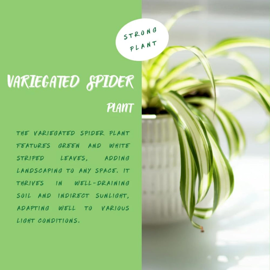 Spider Variegated Live Plant, Spider Plant, Variegated Spider Houseplant, 2-4'' Tall, Live Indoor Plant for Home and Office, Chlorophytum Comosum, No Pot