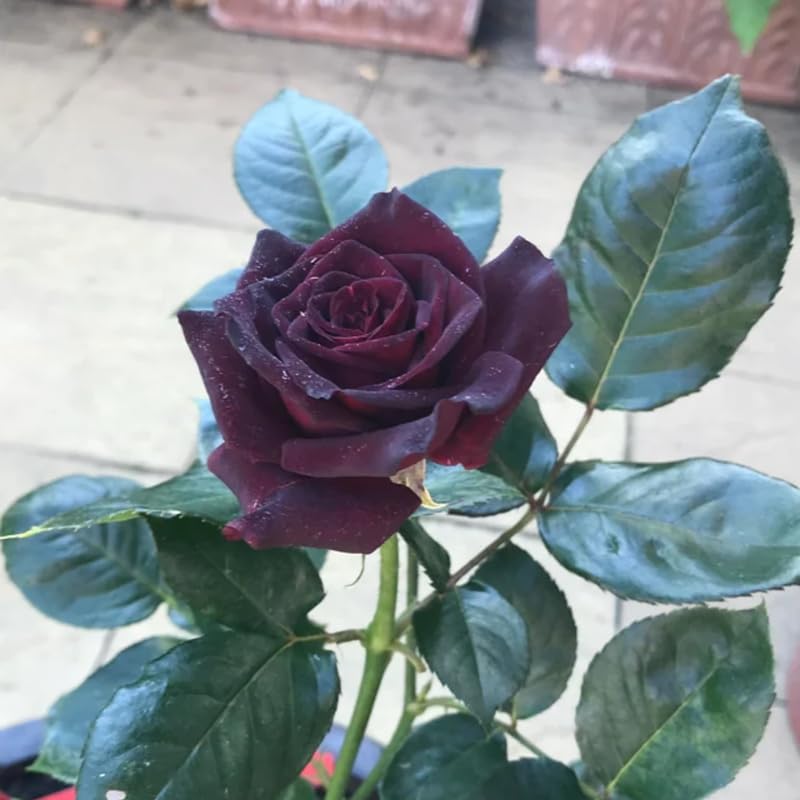 Well-Rooted Rose Live Plant, Climbing Roses Live Plant, Fragrant Climber Plant for Planting, No Leaf, Trim Back, 5-9" in Tall, Bare Root (Black Velvet)